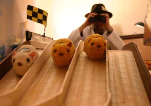 Hamsters on their race track