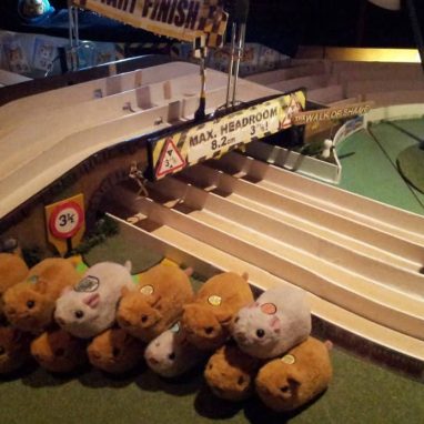 Hamsters on a racing track