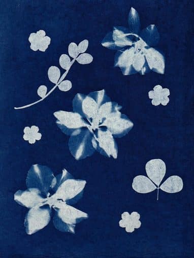 pexels-fotios-photos-11073660 Cyanotype flowers